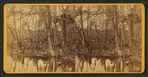 Silver Springs Run, Fla. Spearing Fish.