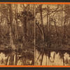 Silver Springs Run, Fla. Spearing Fish.