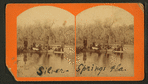 roup of sightseers in Silver Springs, Fla.