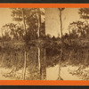 Silver Springs, Fla.