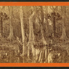 Silver Springs, Fla.