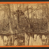 Silver Springs, Fla. Spearing fish.