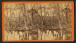 Silver Springs, Fla. Spearing fish.