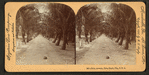 Palm Avenue, Palm Beach, Florida.