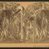Banyan tree, Palm Beach, Florida.