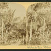 Robert Avenue, Palm Beach, Florida.