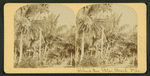 Robert Avenue, Palm Beach, Florida.
