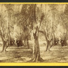 Avenue of olive trees, near Fernandina, Fla.