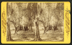 Avenue of olive trees, near Fernandina, Fla.
