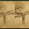 Sago palm, Fernandina, Florida.