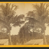 Coconuts at Jupiter.