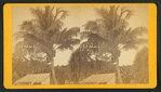 Coconuts at Jupiter.