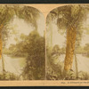 A Glimpse on the Suwanee River.