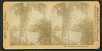 A Glimpse on the Suwanee River.