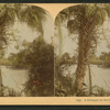 A Glimpse on the Suwanee River.