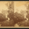 View of cypresses festooned with spanish moss.