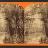 View of trees along the Oklawaha River, Fla.