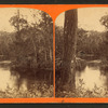 View of swamp along Oklawaha River, Fla.