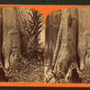 Mammoth Cypress, Ocklawaha River.