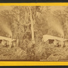 Sunday night camp, Ocklawaha River.
