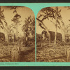 Moss Bluff Landing, Ocklawaha River.