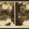 Spanish Moss on the Live Oaks, Blue Springs Run, Florida, U. S. A.