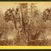 On the Ocklawaha River.