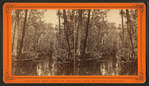 Great Cypress Gates, Ocklawaha River, Fla.
