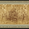 The Wilderness, where Major Dade and 107 of his men were massacred near the Ocklahawa River, Florida, by Osceola and his band.
