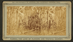 The Wilderness, where Major Dade and 107 of his men were massacred near the Ocklahawa River, Florida, by Osceola and his band.