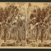 Goodrow's Clearing, Forest Scene.
