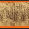 Oclawaha River, Fla. Palmetto Landing, looking up.