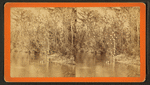 Oclawaha River, Fla. Palmetto Landing, looking up.