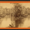 Oclawaha River, Florida. Graham's Landing, looking up.