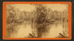 Oclawaha River, Florida. Graham's Landing, looking up.