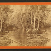 Oclawaha River, Florida. Palmetto Landing, looking down.