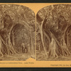Great Banyan or Indiarubber tree, Lake Worth.