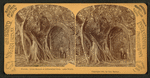 Great Banyan or Indiarubber tree, Lake Worth.