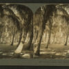 Cocoanut (Coconut) Grove, Lake Worth, Fla.