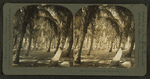 Cocoanut (Coconut) Grove, Lake Worth, Fla.