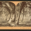 Cocoanut (Coconut) Grove, Lake Worth, Fla.