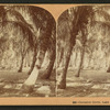Cocoanut (Coconut) Grove, Lake Worth, Fla.