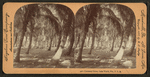 Cocoanut (Coconut) Grove, Lake Worth, Fla.