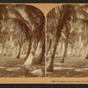 Cocoanut (Coconut) Grove, Lake Worth, Fla.