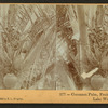 Cocoanut Palm, a fruit in all stages, Lake Worth, Fla.