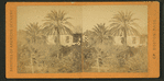 Date Palms, St. Augustine, Fla.