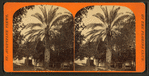 Date Tree, in Dr. Peck's Garden.