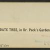 Date Tree, in Dr. Peck's Garden.