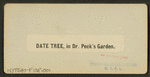 Date Tree, in Dr. Peck's Garden.
