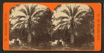 Date Tree, in Dr. Peck's Garden.